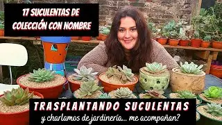 Trasplantando 17 suculentas con nombre junto a Alma Cactusera