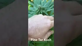 Review of the strain &ldquo;Pine Tar Kush&rdquo; from Pirates of the Emerald Triangle
