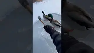 A Calm Hand Saved These Ducks 🦆❤️ #duckrescue #animalrescue #heartwarming