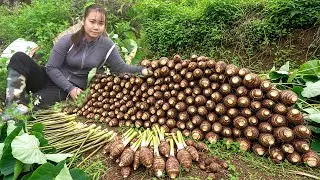 Single Mom Struggles: A Hard Day Harvesting Taro to Earn Living