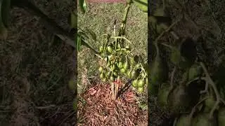 June plum in my friend's backyard