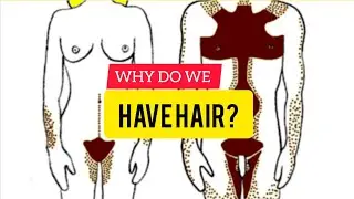 Why Do Humans Have Hair on Different Parts of the Body? | Science Explained