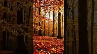 4 Season🪴🌤🍁❄️ #spring #summer #autumn #winter #natureaudio #stressrelief #naturesounds #ambiance
