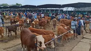 Barang Sepi‼️Harga masih Tinggi || Sapi Bakalan Jantan || Pasar Sapi Guyangan Nganjuk ||