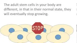 How do stem cells work? Contact Inhibition or How to Stop Making Copies of Yourself