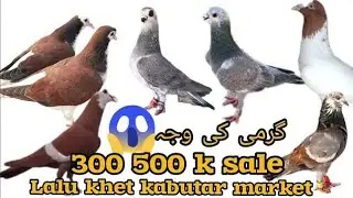 kabutar market Lalukhet | LaluKhet birds Market Karachi | Exotic Birds & Pets for Sale |Sep 14, 2025