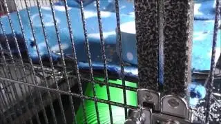 Morning Pet Routine (Request)