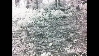 Foraging Eastern Turtle Dove Caught on Latrine Trailcam