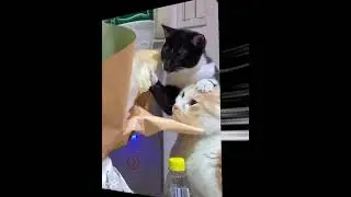funny moments #funnypetvideos #catlovers #petsofyoutube #dog #furnation
