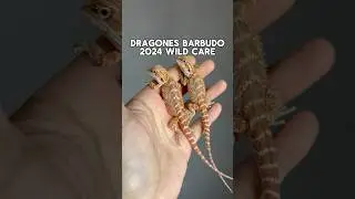 Rainbow Paradise 🌈  y Flamming Hot 🔥 #wildcare #mascotas #reptiles #pogona #beardeddragon #pop