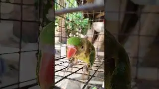 today mitu crying 😭😭🦜🦜 #mithukibatain #greencolor #birds #talkingparot#greenparrot#parrotgreen#cute