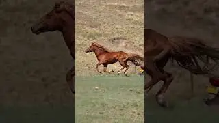 Watch This Stunning Horse Running in the Field!  || ytshorts ||YouTube shorts|| #horselover