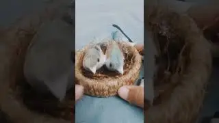 Making Beautiful Hanging Bird Nest