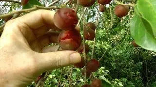 The Tropical Apricot Tree and Fruit | Video
