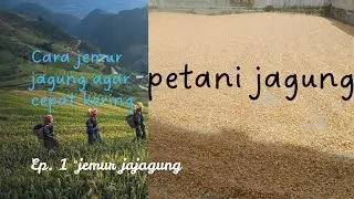 Penjemuran biji jagung secara alami dengan panas sinar matahari || panen desember 2025 
