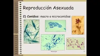 MICOLOGÍA: REPRODUCCIÓN