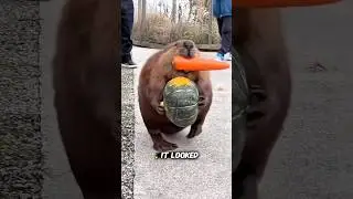 Greedy or Genius? 🦫 Beaver Carrying Pumpkin & Carrot Shocks Everyone!&rdquo;#BeaverLife #BusyBeavers