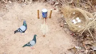 Creative Wild Bird Trap - Amazing Technique Wild Bird Trap Using Cans & Wood Trap & Bird Nest
