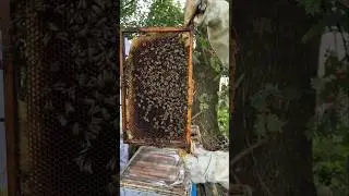 Een bijenkast controle en honing oogsten #bees #imker #bijen #beekeeping