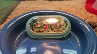 hatching Button Quail in the incubator