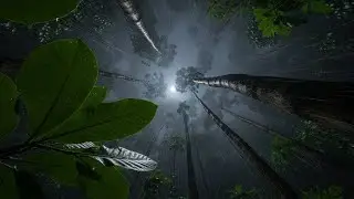 POV Tropical Jungle Rain 🌧️ Night Canopy Rain & Misty Forest Ambience (4K)