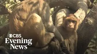 Kayaker delighted by group of monkeys leaping into water around her