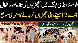 Today Malumor Mandi Jhang Update | Heifers For Sale in Punjab | Jhang Mandi 2026