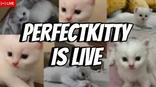 🐾 LIVE: Adorable Persian Kittens Playtime | Cute Fluffy Cats Streaming Now! 🐱💖