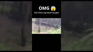 Ular Piton sebesar batang pohon kelapa tertangkap kamera