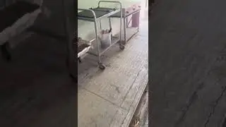 this guy chase a snake through his backyard 🐍🌴🎋hilarious reaction