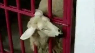 Smart sheep opens the door