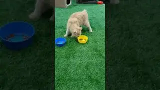 Cat's food challenge!!!!#shorts#cats