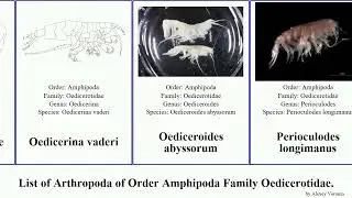 List of Arthropoda of Order Amphipoda Family Oedicerotidae. maculatum carinatus Oedicerina Yuga
