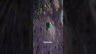 Why Crows Bathe In Ants 🤨