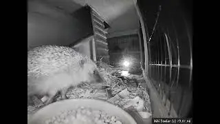 Soft release hedgehog