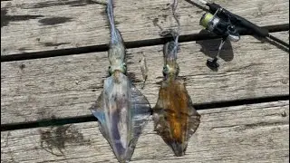 PORT HUGHES SQUIDDING (BIG SQUID)