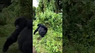 FUNNY! Teenager Silverback Pulls a Prank! #shorts #africa #safari #travel #youtubeshorts #shortsclip