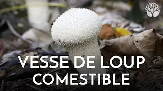 La vesse-de-loup perlée, pour une bonne poêlée !