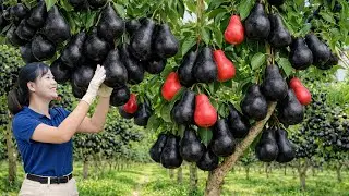 Harvesting Forest Road Pear | Rare Dark Pears From A Hidden Mountain Orchard | Sold Out in Minutes