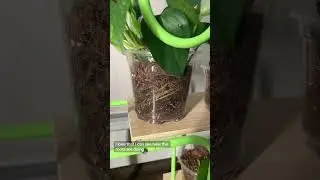 Clear plastic nursery pots for propagation #plantpot #plantpots