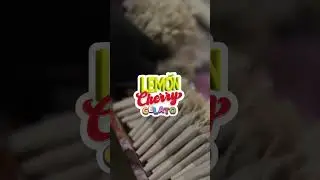 TRU Infusion Flower Promo | 100+ Strains