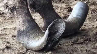 Crazy Horse Hoof Repair! Too Dangerous! Horse Hooves Are Soaked And Rotten, Save It【Asmr Hoof】