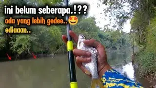 SETELAH GESER SPOT‼️AKHIRNYA DAPAT SAMBARAN MOSTER WADER KEPEK GAIS//mancing di sungai brantas