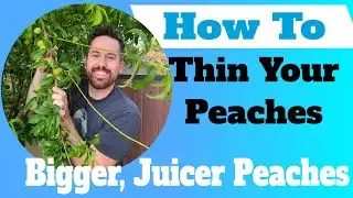 How To Thin Your Peach Tree- Improve Size & Taste!
