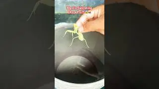 Mantis Swimming Like a Pro?! 😱🦗&rdquo; #trending #animals #shortfeed