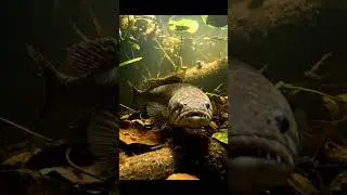 🐟 Countryside Fish Life: You WON'T Believe What I Found! 🤯 #fishing #countrylife