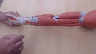 Arm muscle model review for practical exam for CMC
