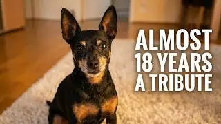 A tribute to Stitchi - Our Prager Rattler (Pražský krysařík). He became almost 18 years old.