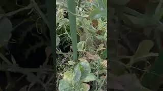🌷💦😄Video of watering flowers❣️(Sweet pea)#nature #asmr #shorts #blog #reels #video #cute #cool