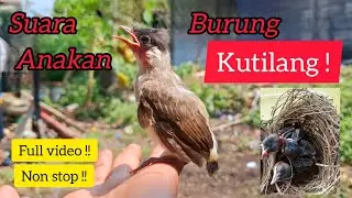 Suara anak burung Kutilang memanggil indukan || suara pemikat burung kutilang